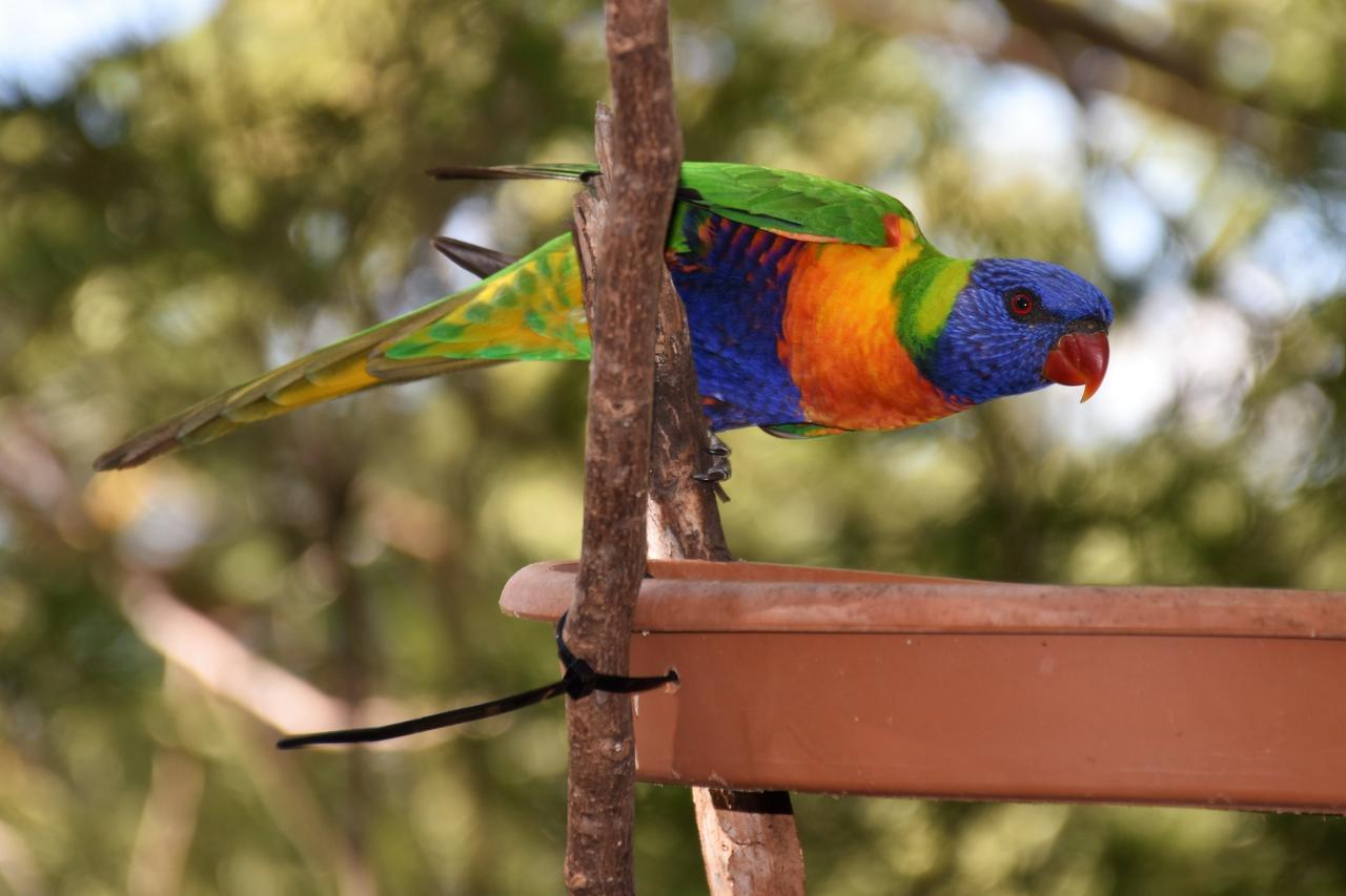 Готель Mt Larcom Tourist Park Mount Larcom Екстер'єр фото